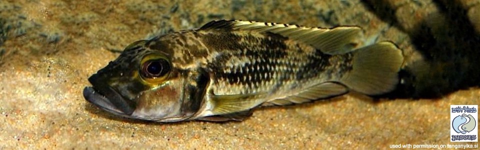 Lamprologus lemairii 'Kigoma'<br><font color=gray>Lepidiolamprologus lemairii 'Kigoma'</font> 