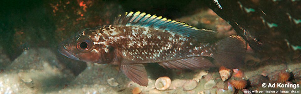 Lamprologus lemairii 'Maleza (Mamalesa) Island' - Lepidiolamprologus lemairii 'Maleza (Mamalesa) Island'