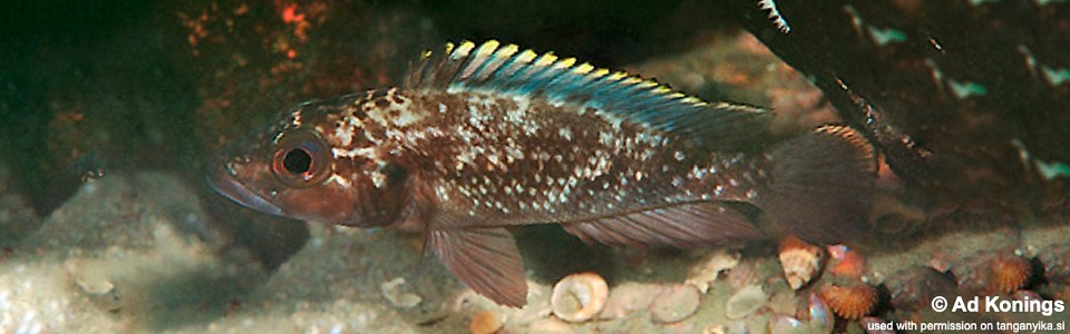 Lamprologus lemairii 'Mamalesa Island'<br><font color=gray>Lepidiolamprologus lemairii 'Mamalesa Island'</font> 