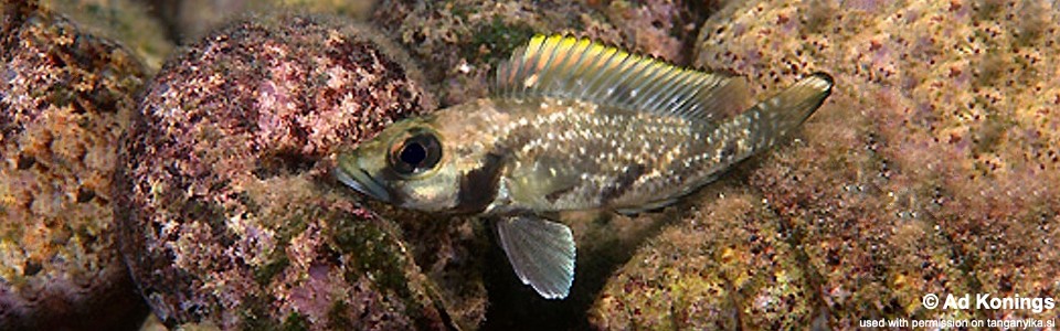 Lamprologus lemairii 'Mbita Island'<br><font color=gray>Lepidiolamprologus lemairii 'Mbita Island'</font> 