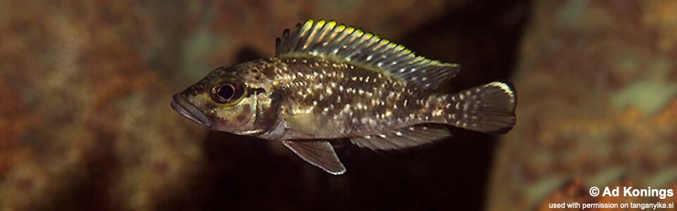 Lamprologus lemairii 'Mtosi' - Lepidiolamprologus lemairii 'Mtosi'