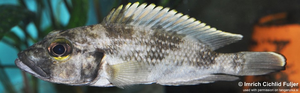 Lamprologus lemairii 'Sibwesa'<br><font color=gray>Lepidiolamprologus lemairii 'Sibwesa'</font> 