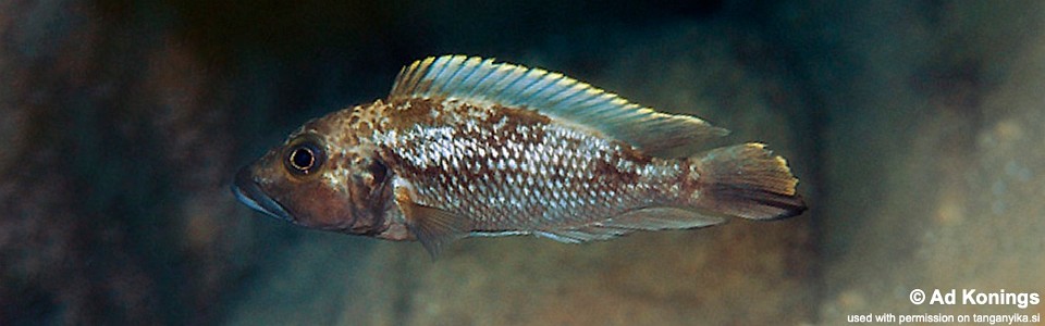 Lamprologus lemairii 'Ulwile Island'<br><font color=gray>Lepidiolamprologus lemairii 'Ulwile Island'</font> 