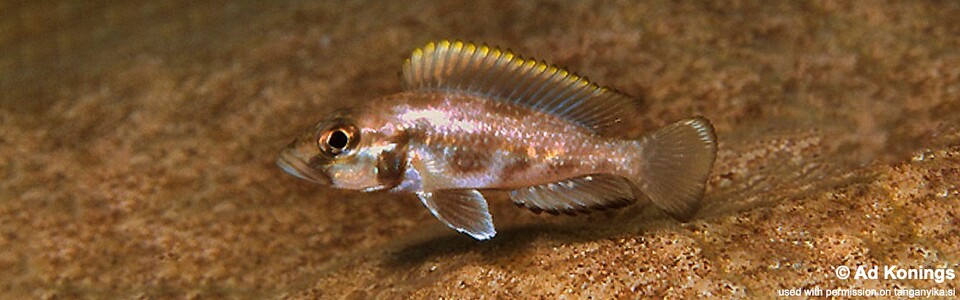 Lamprologus lemairii 'Chikalakate' - Lepidiolamprologus lemairii 'Chikalakate'