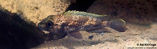 Lamprologus lemairii 'Isanga'.jpg