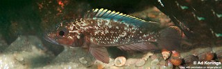 Lamprologus lemairii 'Mamalesa Island'.jpg