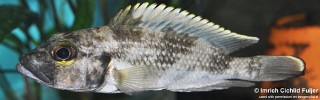 Lamprologus lemairii 'Sibwesa'.jpg