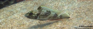 Lamprologus lemairii.jpg