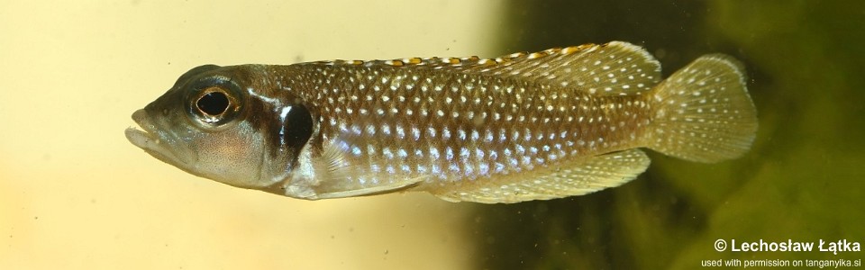 Lamprologus meleagris 'Kitumba'