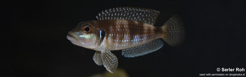 Lamprologus meleagris 'Milima Island'