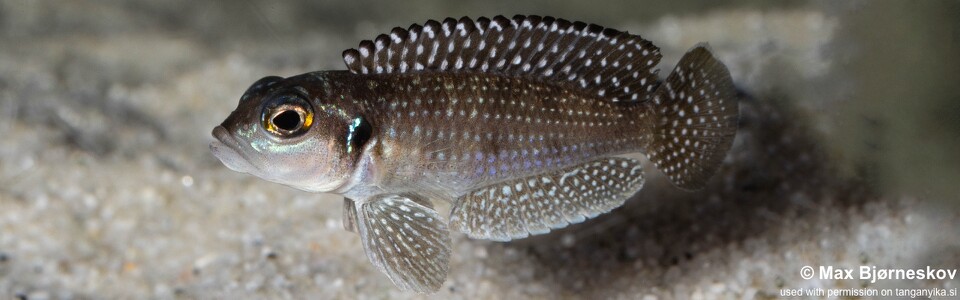 Lamprologus meleagris 'Moba'