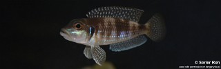 Lamprologus meleagris 'Milima Island'.jpg