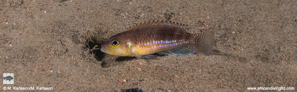 Lamprologus ocellatus 'Cape Kabogo'