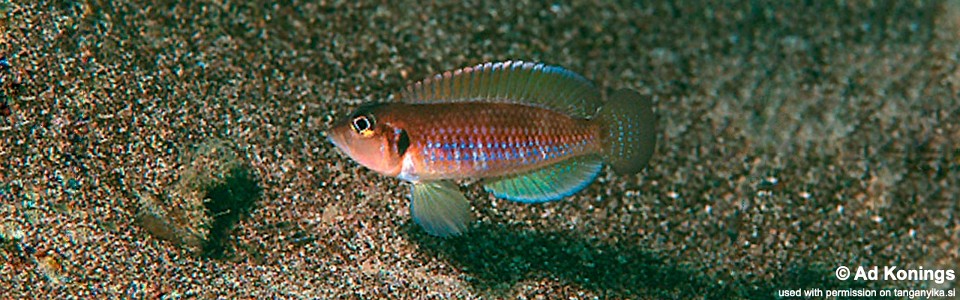 Lamprologus ocellatus 'Isanga'