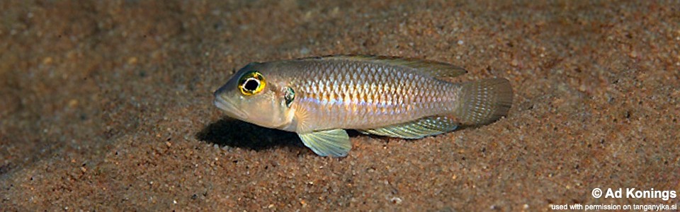 Lamprologus ocellatus 'Kambwimba'