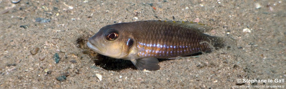 Lamprologus ocellatus 'Karilani Island'