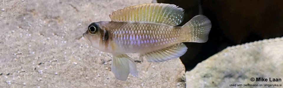 Lamprologus ocellatus 'Kasanga'