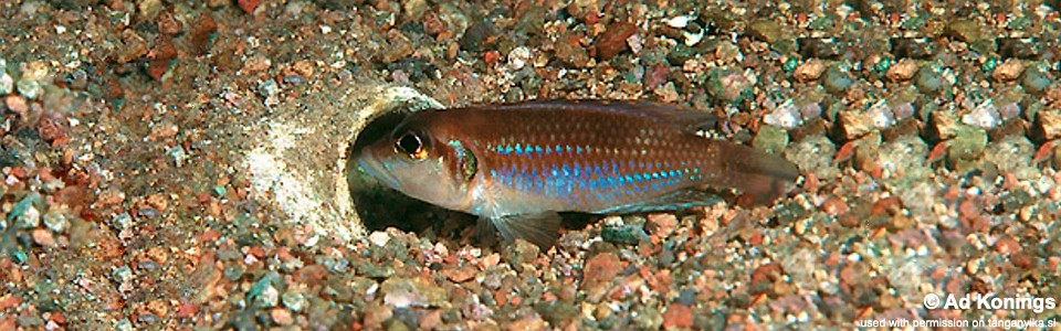 Lamprologus ocellatus 'Katete'