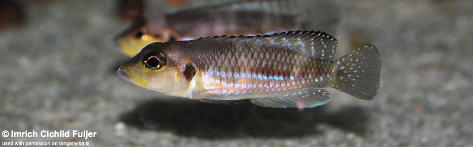 Lamprologus ocellatus 'Kigoma'