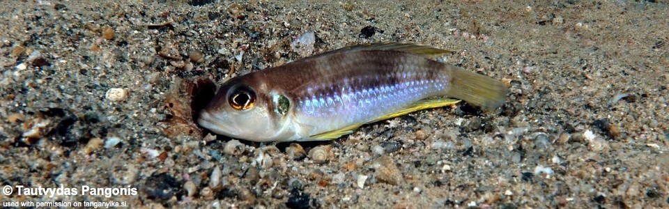 Lamprologus ocellatus 'Lwili Island'