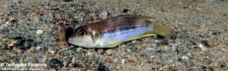 Lamprologus ocellatus 'Lwilwi Island'