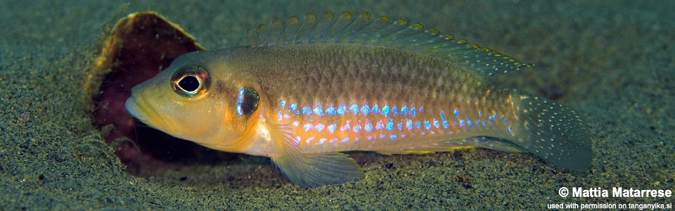 Lamprologus ocellatus 'Magambo'