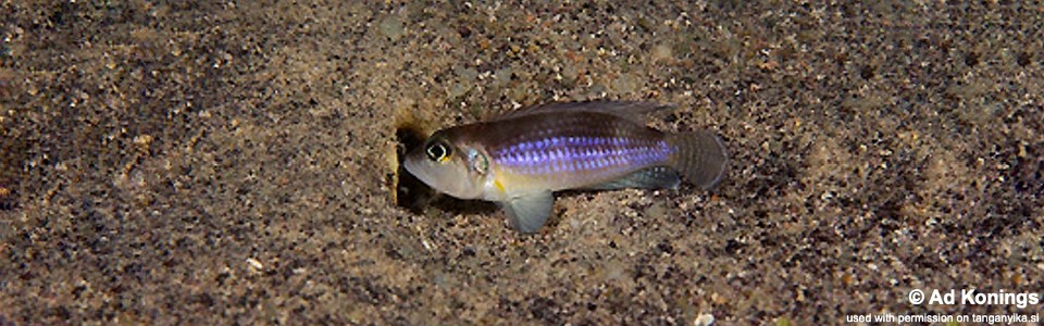 Lamprologus ocellatus 'Namansi'