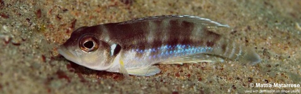 Lamprologus ocellatus 'Ngosa Point'