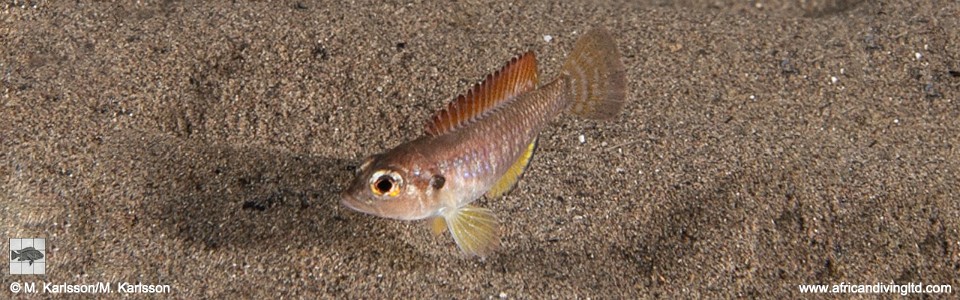 Lamprologus ocellatus (Red Gold)