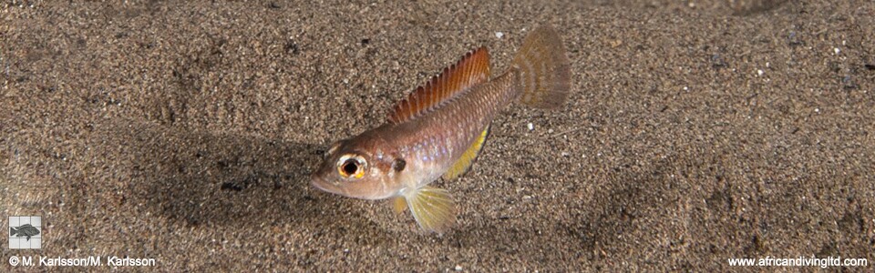 Lamprologus ocellatus (Red Gold)