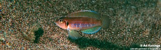 Lamprologus ocellatus 'Isanga'.jpg