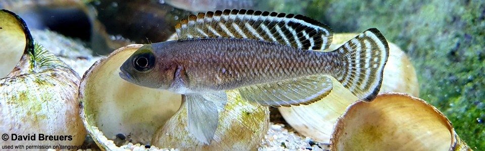 Lamprologus ornatipinnis 'Burton Bay'