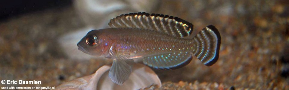 Lamprologus ornatipinnis (Burundi)