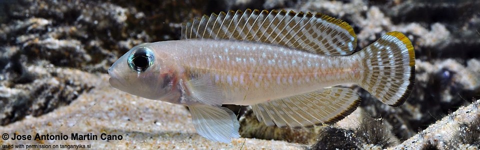 Lamprologus ornatipinnis 'Kigoma'