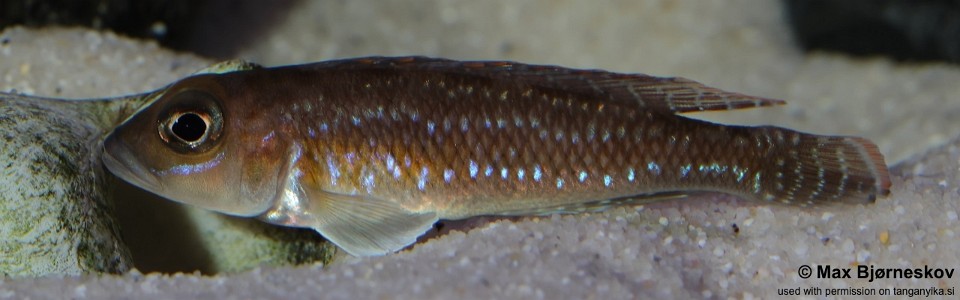 Lamprologus ornatipinnis 'Mwamgongo'