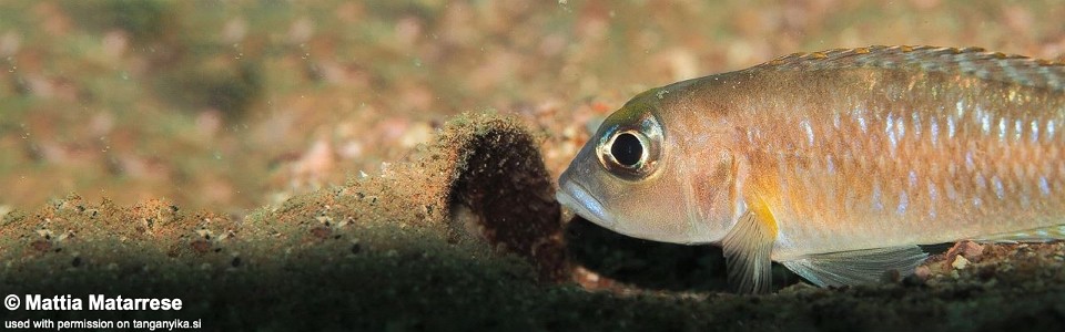 Lamprologus ornatipinnis 'Nkondwe Island'