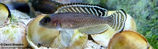 Lamprologus ornatipinnis 'Burton Bay'.jpg