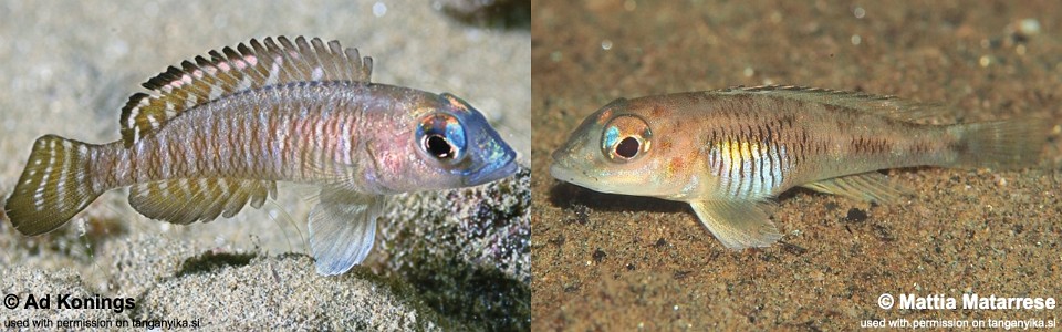 Lamprologus signatus 'Kasongola'