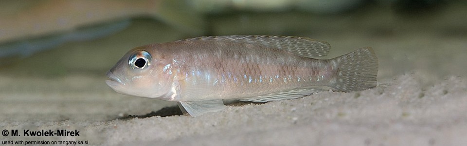 Lamprologus sp. 'ornatipinnis zambia' Cameron Bay