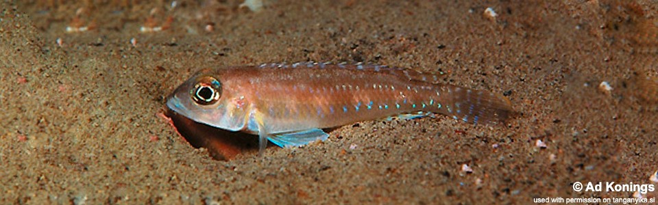 Lamprologus sp. 'ornatipinnis zambia' Cape Kachese