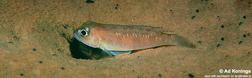 Lamprologus sp. 'ornatipinnis zambia' Kalambo Lodge