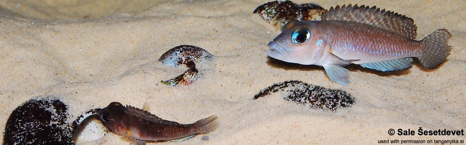 Lamprologus sp. 'ornatipinnis zambia' (unknown locality)