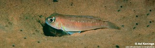 Lamprologus sp. 'ornatipinnis zambia' Kalambo Lodge.jpg