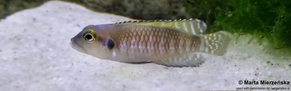 Lamprologus speciosus 'Bilila (Kavala) Island'