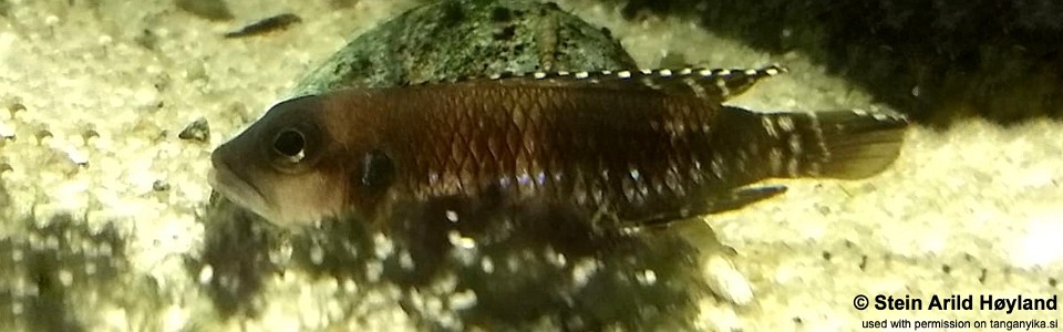 Lamprologus speciosus 'Kizike'