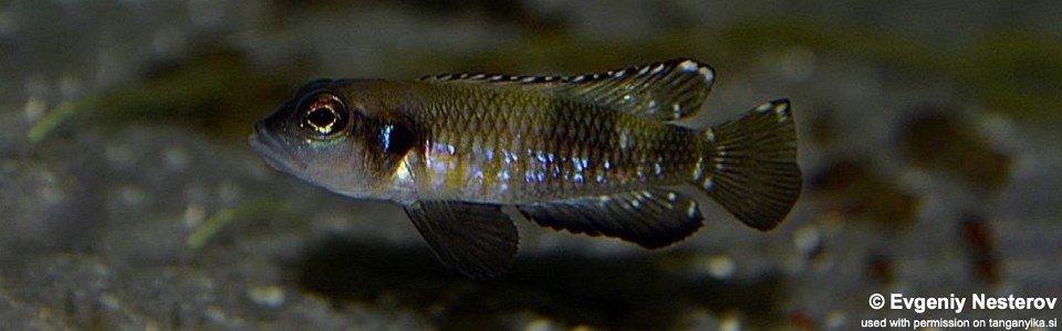 Lamprologus speciosus (unknown locality)