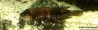 Lamprologus speciosus 'Kizike'.jpg