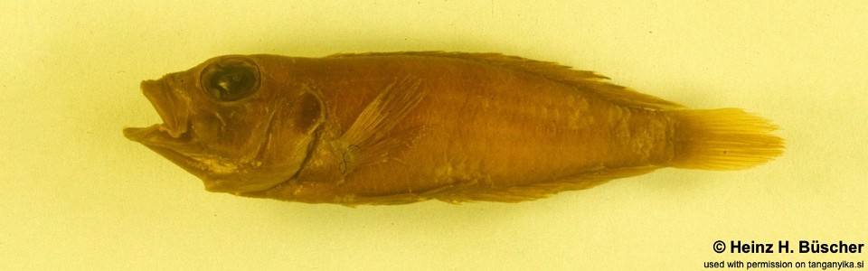 Lamprologus stappersi