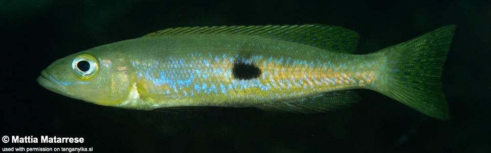 Lepidiolamprologus attenuatus 'Cape Chaitika'