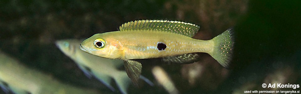 Lepidiolamprologus attenuatus 'Kambwimba'